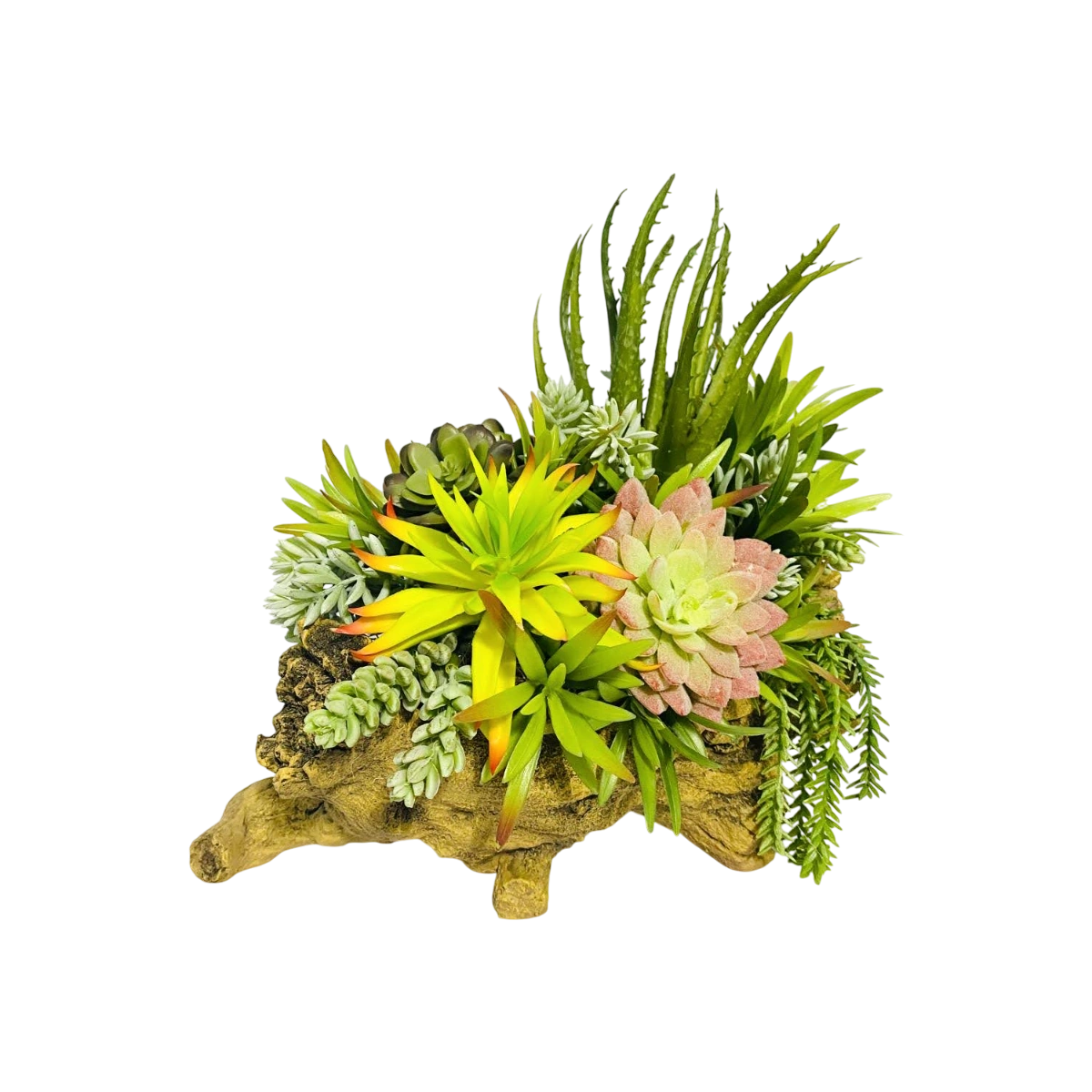 Succulent Serenity Log